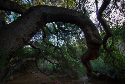 Tree in forest