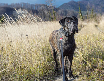 Dog on grass