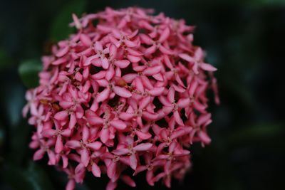 Close-up of pink rose flowers