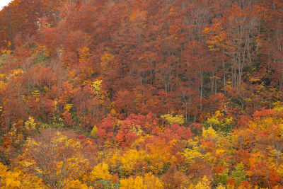 View of autumnal trees in forest