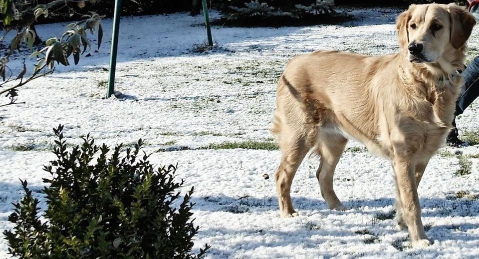 animal themes, mammal, domestic animals, snow, winter, cold temperature, standing, one animal, field, horse, livestock, herbivorous, nature, full length, animal, weather, side view, two animals, working animal, pets