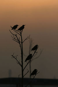 Silhouette bird perching on a tree