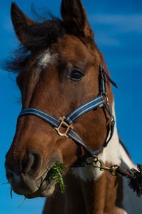 Close-up of horse against sky