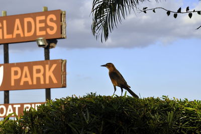 Low angle view of bird perching on palm tree against sky