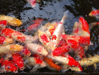 Fish swimming in lake