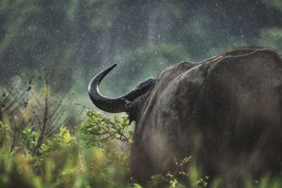 Buffalo standing in the rain 