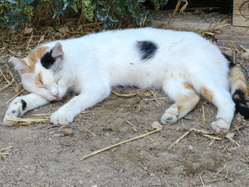 High angle view of cat resting on field