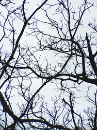 Low angle view of bare trees against sky