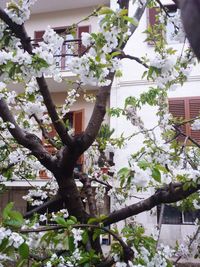 Low angle view of flower tree in city