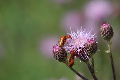 Close-up of butterfly pollinating on purple flower