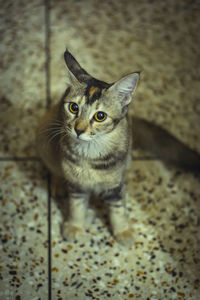 Portrait of tabby cat