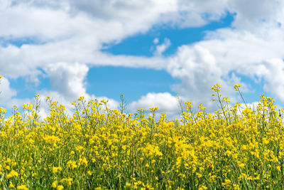 Yellow flowering plants on field against sky