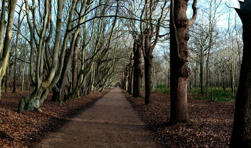 Road amidst trees in forest during autumn