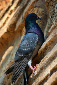 Low angle view of pigeon perching on wall