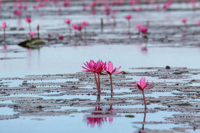 Close-up of pink water lily in lake