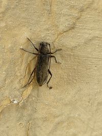 Close-up of insect on wall