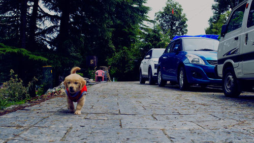 View of dog on street