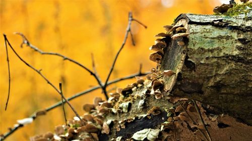Close-up of lichen on tree trunk