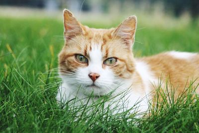 Close-up portrait of cat relaxing on grassy field