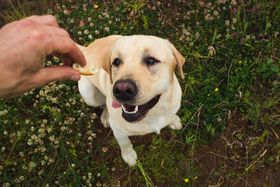 High angle view of hand holding dog