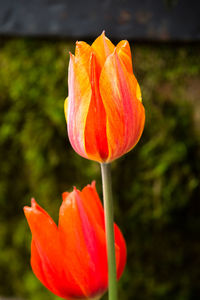 Close-up of orange rose blooming outdoors
