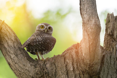 Portrait of owl perching on tree trunk