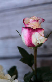 Close-up of pink rose blooming outdoors