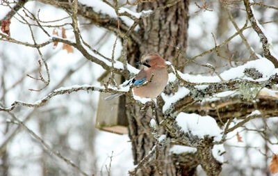 Close-up of bird perching on tree during winter