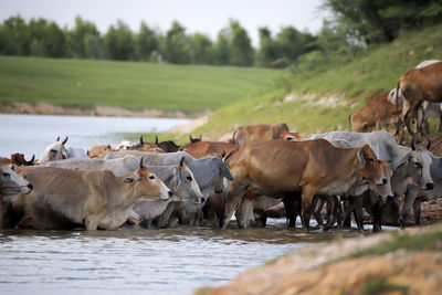 Cows grazing in a farm