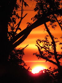 Low angle view of silhouette tree against orange sky