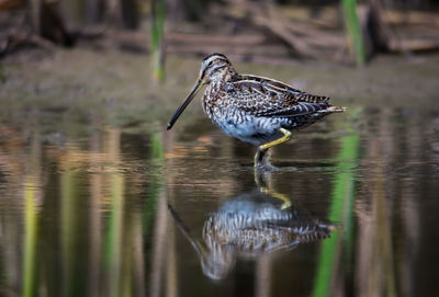 Bird perching on a lake