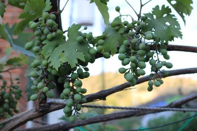 Low angle view of berries growing on tree