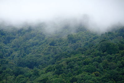 Scenic view of forest against sky