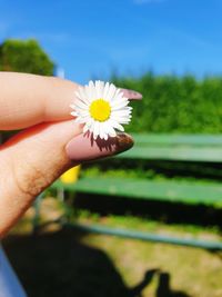 Close-up of hand holding daisy flower