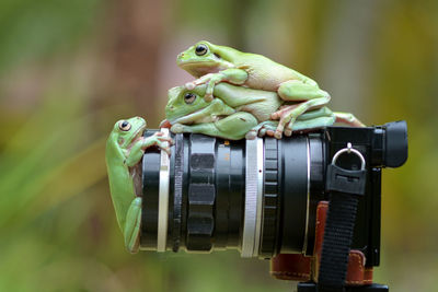 Close-up of frogs on camera