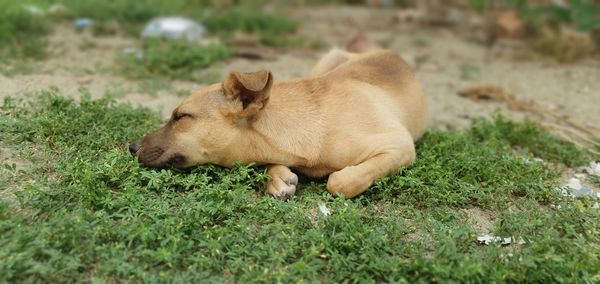 View of a dog on field