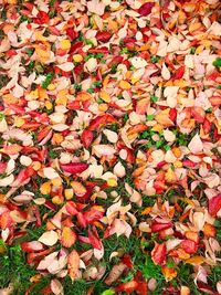 High angle view of autumn leaves on plant at field