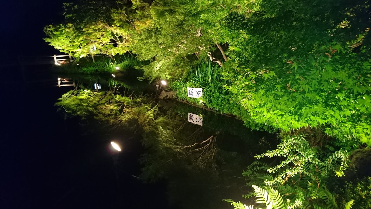 HIGH ANGLE VIEW OF TREES BY ILLUMINATED PLANTS AT NIGHT