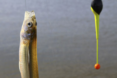 Close-up of fish on lake