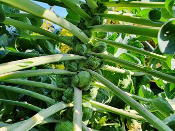 High angle view of vegetables on plant