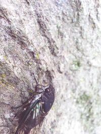 Close-up of tree trunk