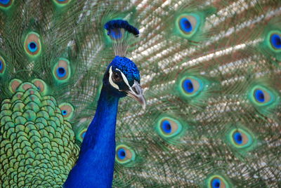 Close-up of peacock