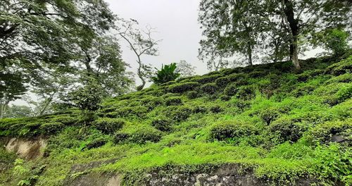 Low angle view of trees in forest against clear sky