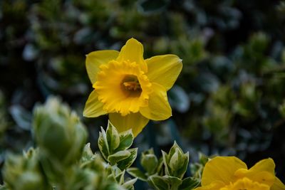 Close-up of yellow flowering plant