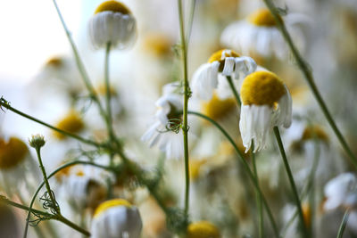 Close-up of white flowering plants