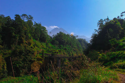 Trees in forest