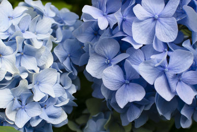 Close-up of blue hydrangea flowers