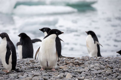 Penguins on pebbles at beach