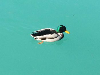 Duck swimming in a lake