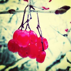 Close-up of red berries on branch